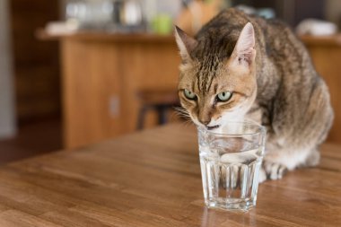 Kedi evdeki masada su içiyor.