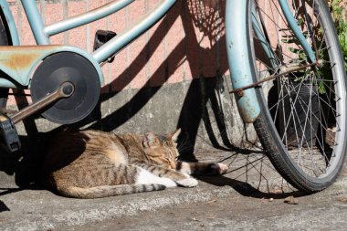 Uykulu tekir kedi güneşin altında bir bisikletin yanında uyur.