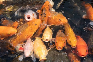 Bir grup altın balık gölette beslenmek için ağızlarını açarlar.