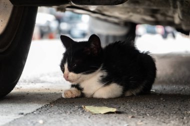 Bir arabanın altına gizlenmiş küçük sokak kedisi.