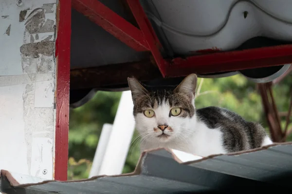 Bezpański Kot Siedzi Ulicy Mieście — Zdjęcie stockowe