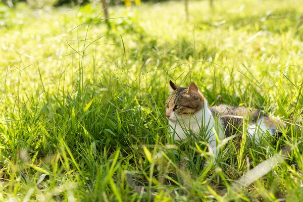 Kucing Padang Rumput Kucing Domestik Luar Ruangan — Stok Foto