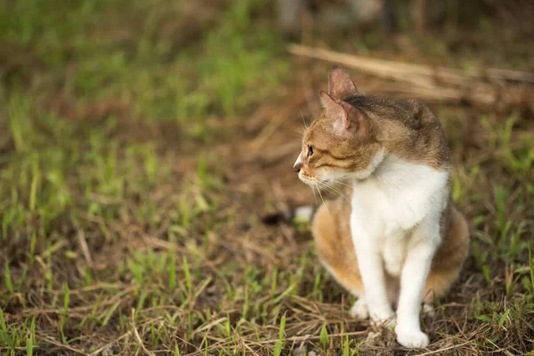 Kätzchen Auf Der Wiese Hauskatze Freien — Stockfoto