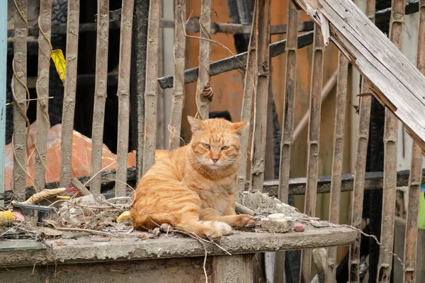 Рыжая Бродячая Кошка Сидит Заброшенном Здании — стоковое фото