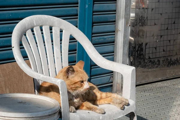 Stray Cat Sick Drooling Street — Stock Photo, Image