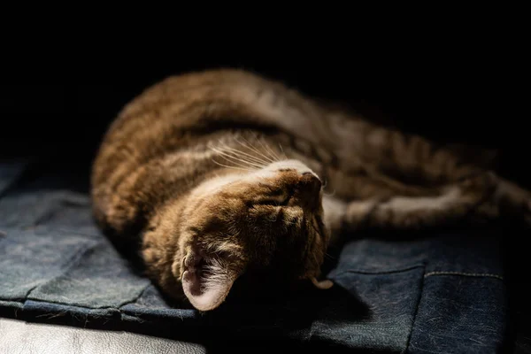 Grasso Tabby Domestico Gatto Dormire Divano — Foto Stock