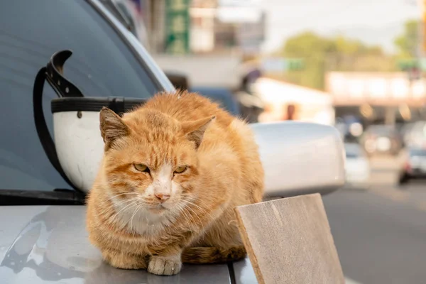 Gato Gengibre Vadio Doente Sentar Carro Rua Cidade — Fotografia de Stock