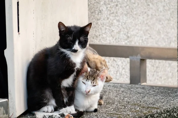 Mladá Toulavá Kočka Svými Bratry Ulici Městě — Stock fotografie