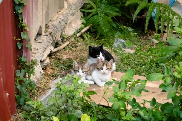 Ung Herrelös Katt Med Sina Bröder Gatan Stad — Stockfoto