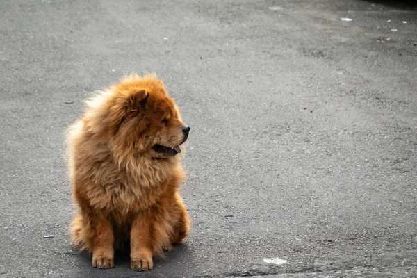 Chow Chow Dog Stanąć Czekać Ulicy Mieście — Zdjęcie stockowe