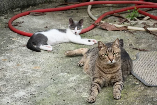 Tabby Katze Mit Ihrem Freund Auf Dem Boden Liegend — Stockfoto