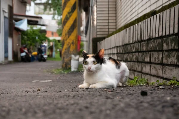 野良のカメの殻の猫が慎重に路上に座り — ストック写真