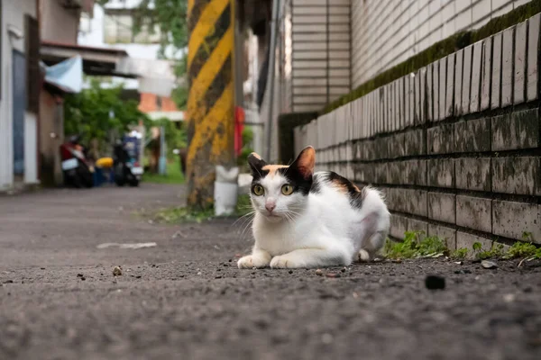 Kleine Streunende Schildkrötenpanzerkatze Sitzt Vorsichtig Auf Dem Boden Auf Der — Stockfoto