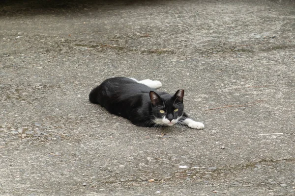 Бездомная Черно Белая Кошка Лежит Земле Городе — стоковое фото