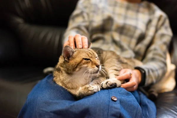 Mujer Sostener Gato Sus Muslos Jugar Con Casa — Foto de Stock