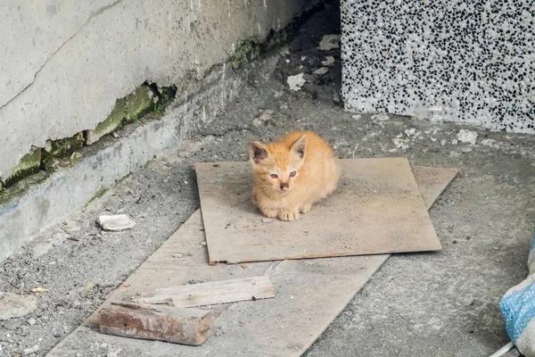 Одиночний Бродячий Маленький Імбирний Кіт Лежить Землі Місті — стокове фото