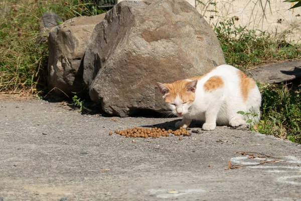 Gato Callejero Comer Comida Calle Una Ciudad —  Fotos de Stock