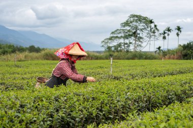 İnsanlar çiftlikte çay yaprakları topluyor.