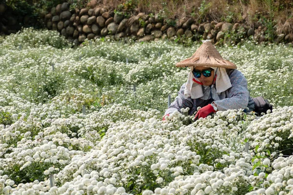 Tongluo Taiwan November 2019 Landwirt Auf Einer Farm Mit Chrysanthemenblüten — Stockfoto