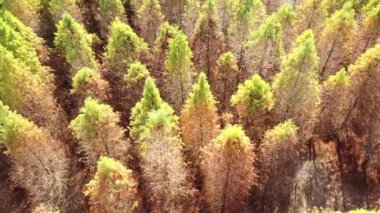 Sarı karaçam ağacının drone manzarası