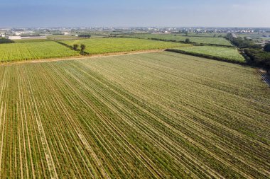 Tayvan 'da pirinç ya da sebzeli çiftlik manzarası
