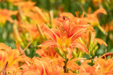 Tayvan 'daki Lily Kaplanı çiçek çiftliğinin manzarası.