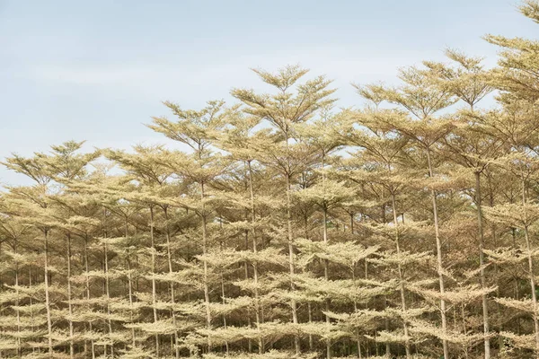 白天马达加斯加杏树的景观 — 图库照片