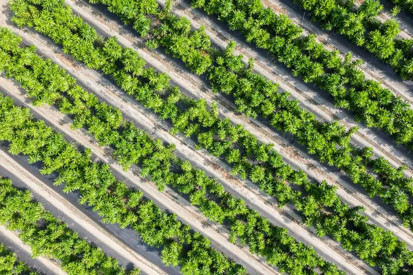 Widok Lotu Ptaka Zieloną Farmę Warzywami Owocami Changhua Tajwan — Zdjęcie stockowe