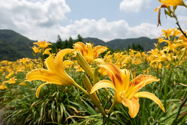 Krajobraz Tygrysa Lilia Pomarańczowy Dzień Kwiaty Gospodarstwa Tajwanie — Zdjęcie stockowe