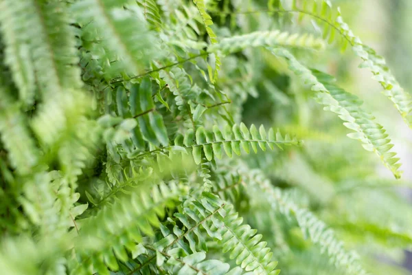 Yeşil Eğreltiotu Yüzeysel Derinlik Odaklı Duvarda Yapraklar — Stok fotoğraf