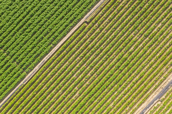 Tayvan 'da pirinç ya da sebzeli çiftlik manzarası