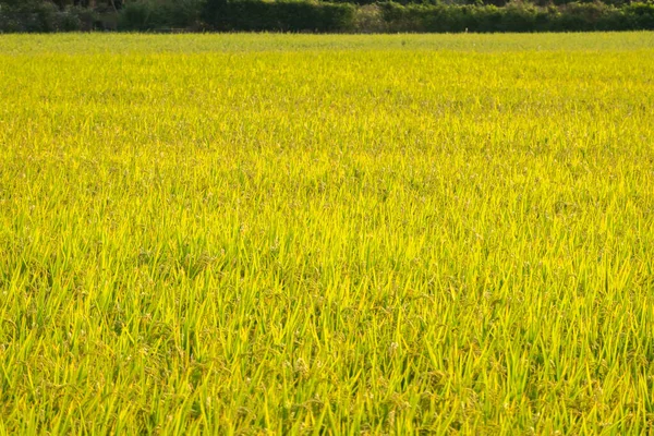 Achtergrond Van Gouden Rijpe Rijst Boerderij Buitenlucht — Stockfoto