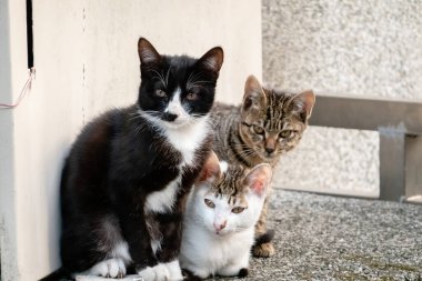 Genç sokak kedisi kardeşleriyle birlikte bir şehirde.