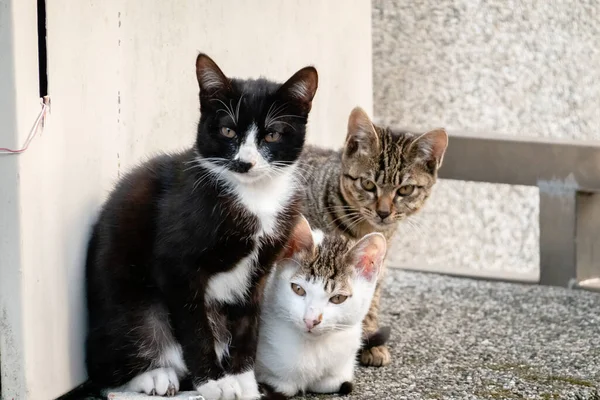 Genç sokak kedisi kardeşleriyle birlikte bir şehirde.