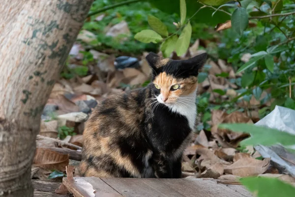 Sokakta başıboş bir kaplumbağa kabuklu kedi.