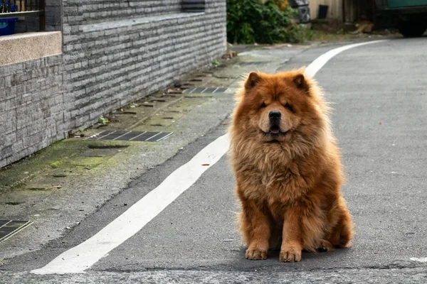 Chow Chow Dog Stanąć Czekać Ulicy Mieście — Zdjęcie stockowe