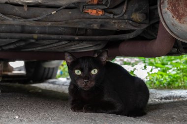 Siyah kedi şehirde bir arabanın altında saklanıyor.