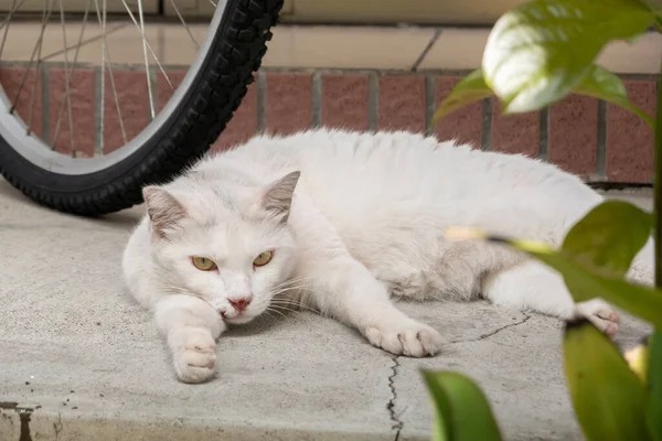 Chat Blanc Domestique Dormir Sur Sol Plein Air Ville — Photo