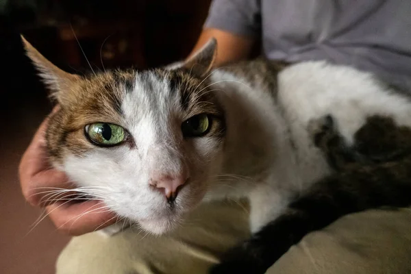 Homme Tenir Son Chat Sur Ses Cuisses Jouer Avec Lui — Photo