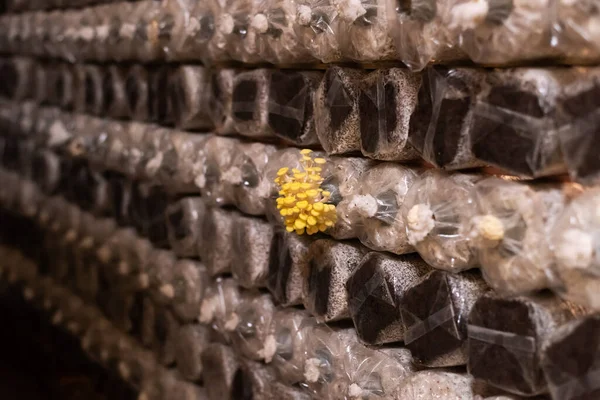 Mushrooms Growing Plastic Bag Farm Nantou Taiwan — Stock Photo, Image