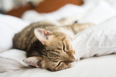 Tembel ve komik tekir kedi evde bir yatakta kal.