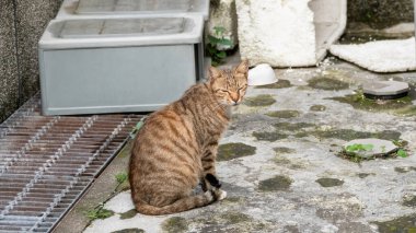 İhtiyatlı bir şekilde şehirde tekir bir kedi dolaşıyor.