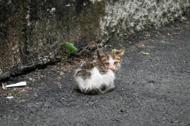Küçük sokak kedisi. Sokakta oturuyor.