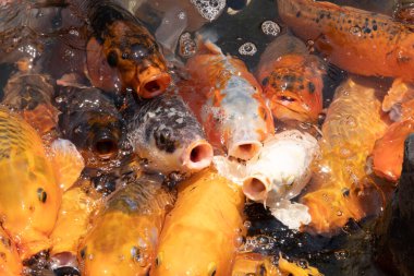 Bir grup altın balık gölette beslenmek için ağızlarını açarlar.