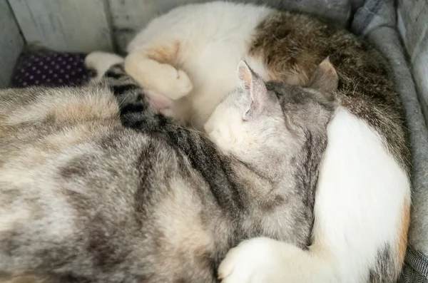 Домашній Кіт Спить Своєю Дочкою Коробці — стокове фото