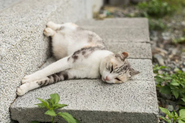 Fatigué Petit Chat Somnoler Dormir Extérieur — Photo