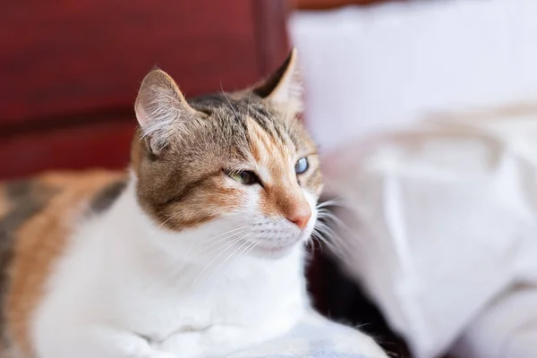 Mały Kotek Żółwie Piekło Leżący Łóżku Domu — Zdjęcie stockowe