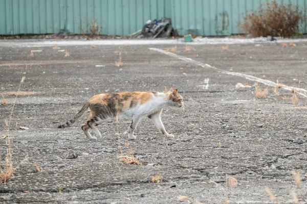 Passeggiata Gatto Randagio Una Strada Della Città — Foto Stock