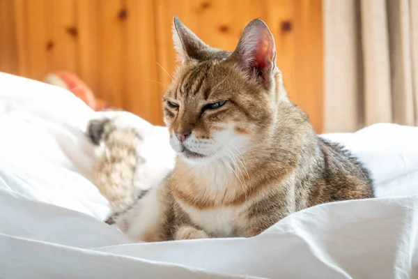 Ленивая Смешная Кошка Спит Кровати Дома — стоковое фото