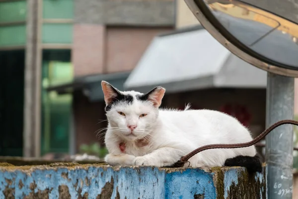 Gato Callejero Enojado Mirarte Calle Ciudad — Foto de Stock